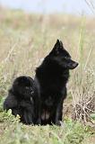 SCHIPPERKE 209